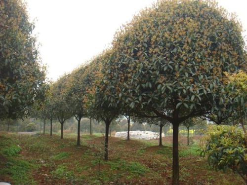 上海市桂花树价格 优质桂花种植技术 绿化苗木批发