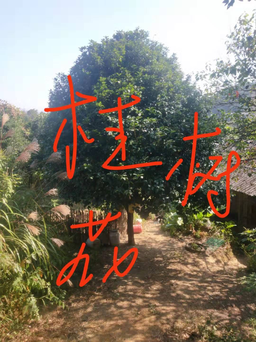 广东桂花树批发基地_多少钱钱一棵