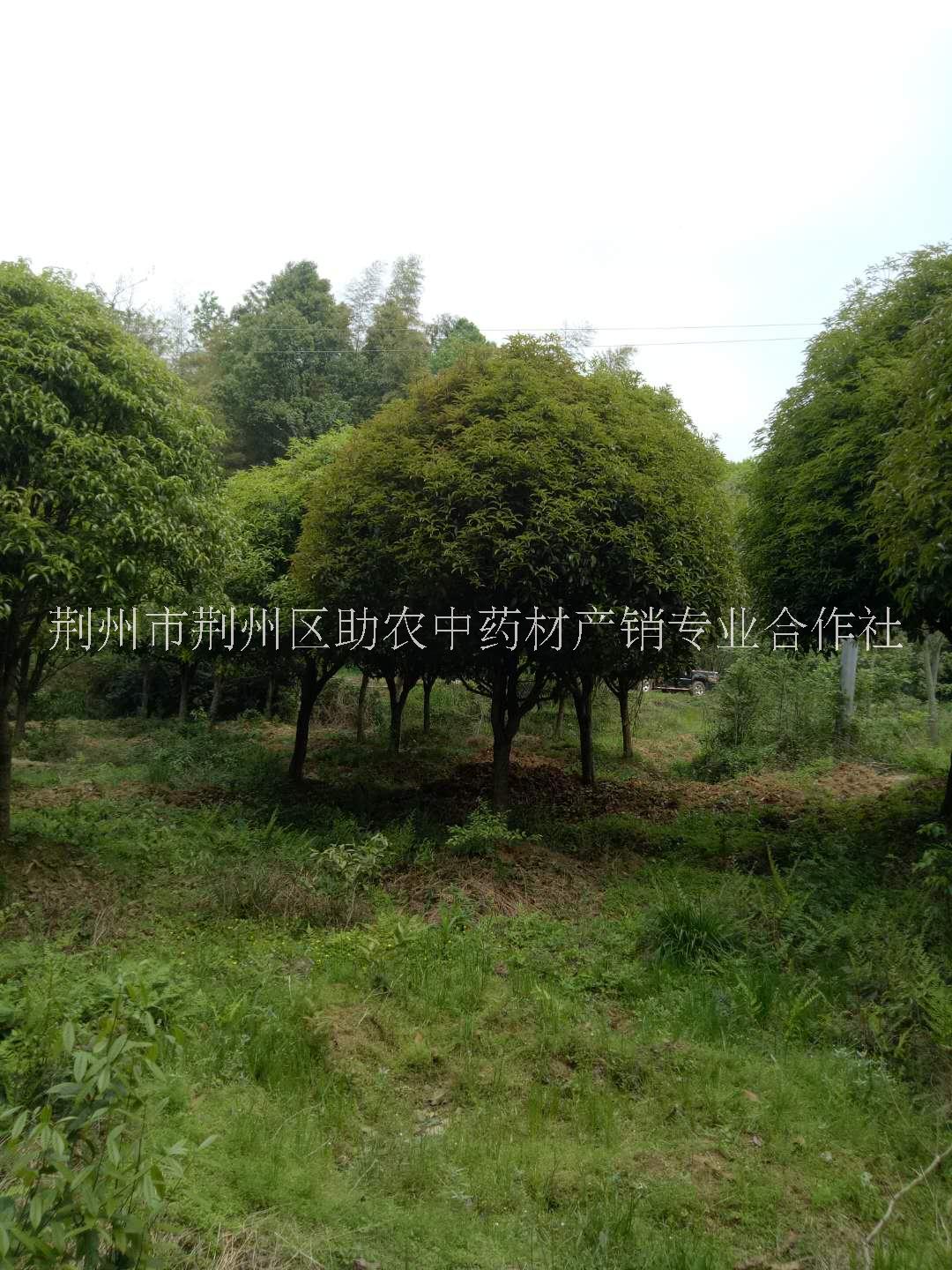 江西精品桂花树苗供应商，江西优质精品桂花树苗批发价，江西精品桂花树苗种植基地