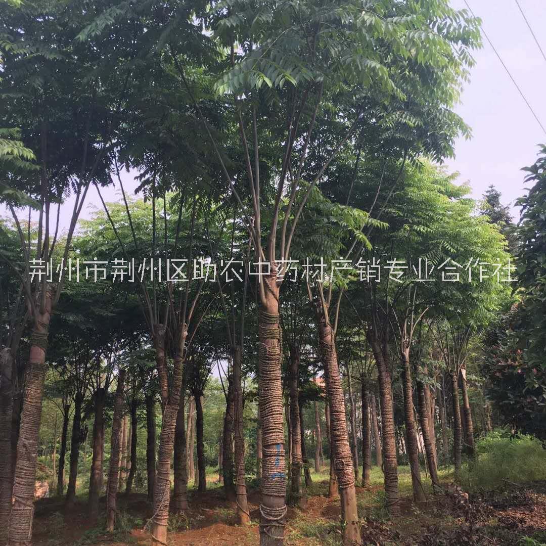 长期供应5-12公分栾树苗基地直销，湖北优质12公分栾树苗报价价格，湖北10公分栾树苗种植基地