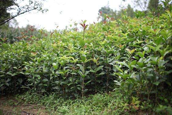 河南桂花苗大型种植基地_桂花树苗批发价格_新优质桂花树苗