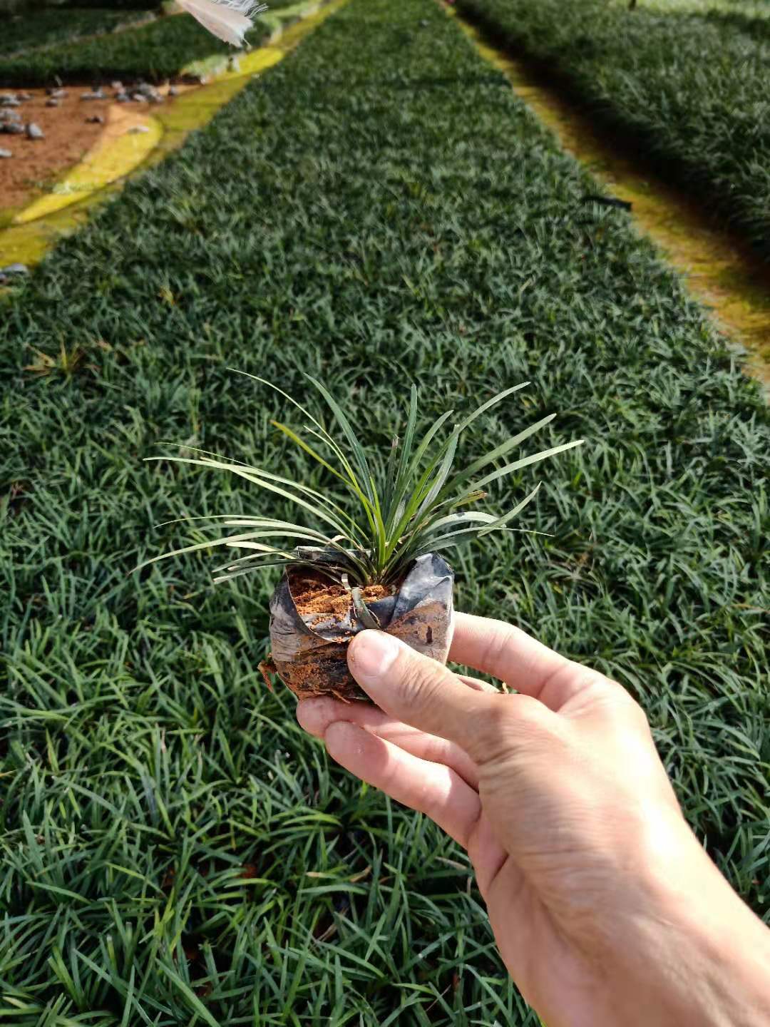 福建玉龙草基地%漳州玉龙草批发*玉龙草价格【漳浦县闽成园艺场】图片