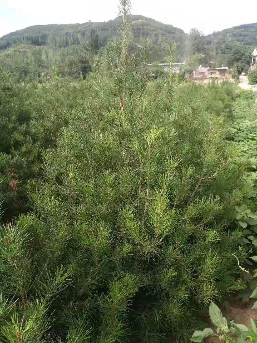 陕西西安市白皮松批发 白骨松价格 专业种植各种园林绿化树苗