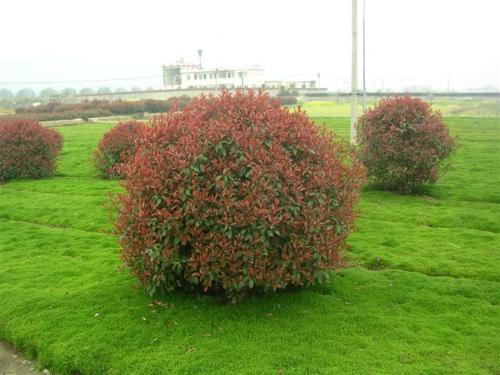 柏加镇红叶石楠球种植基地 红叶石楠球价格 红叶石楠球批发