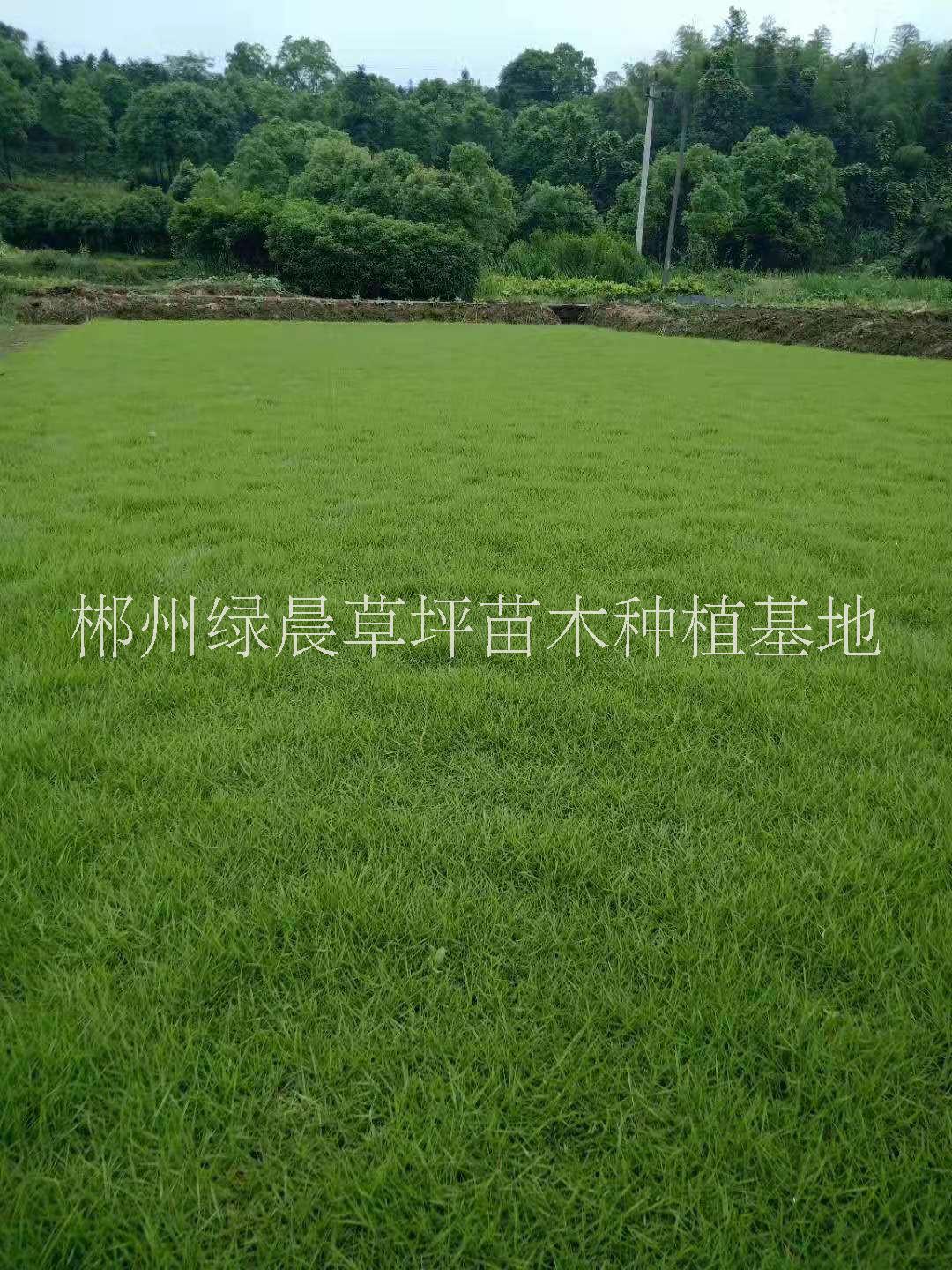 湖南马尼拉草坪种植基地、价格、报价【郴州绿晨草坪苗木种植基地】