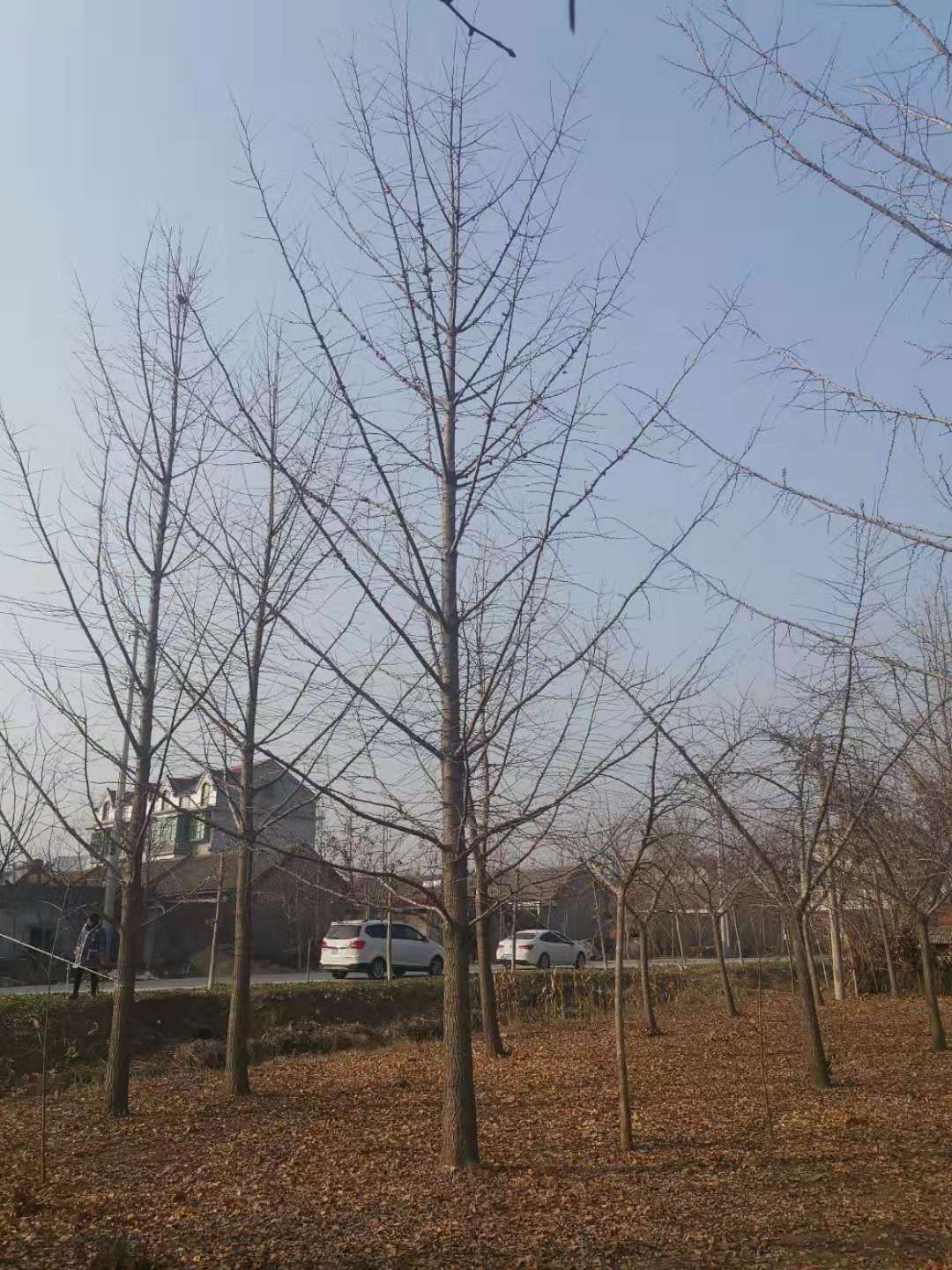 邛崃市景观银杏树批发基地  银杏树品种价格