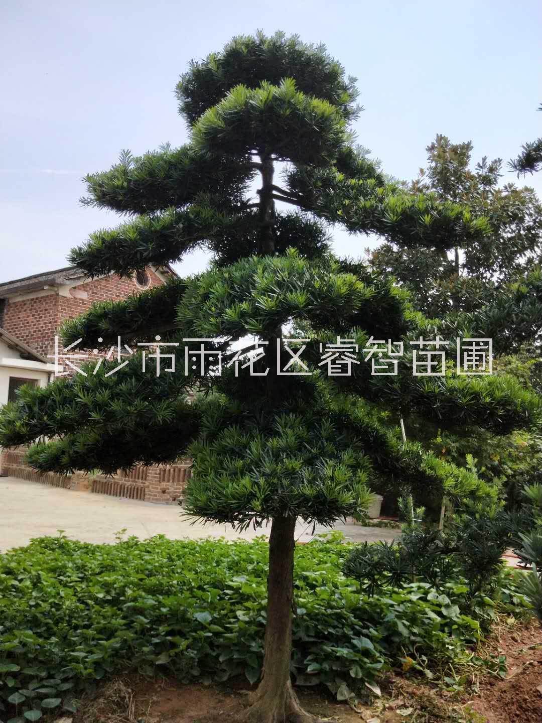 湖南造型罗汉松的价格一般是多少-园林工程别墅庭院景观松