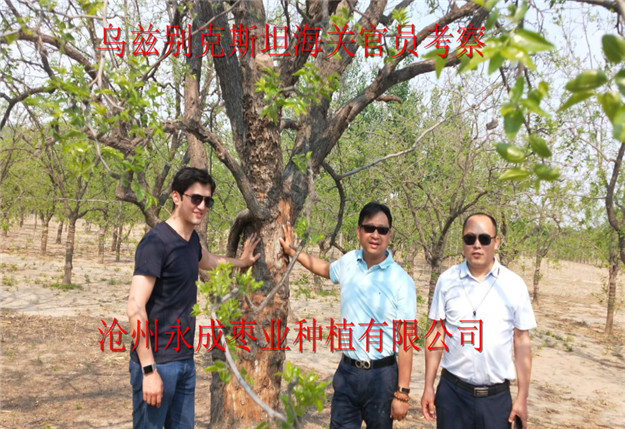 沧州市枣树厂家枣树种苗出口退税核销要求