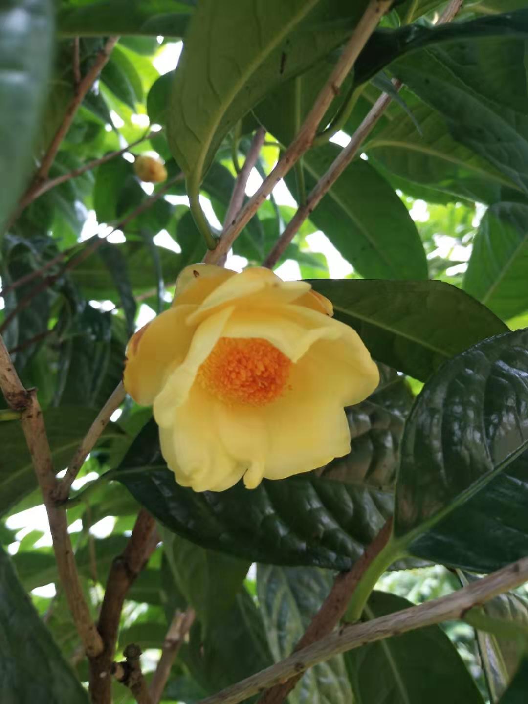 茶花桂林市茶花种植基地批发价格