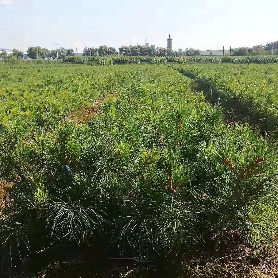 黑龙江牡丹江50公分红松苗培育基地销售价格 传授种植技术