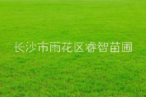 草皮长沙市优质草皮价格 专业种植草坪 足球场专用草坪批发