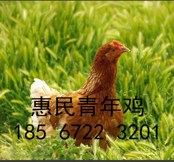 贵州青年鸡价格贵州蛋鸡苗价格贵州60天鸡苗报价图片