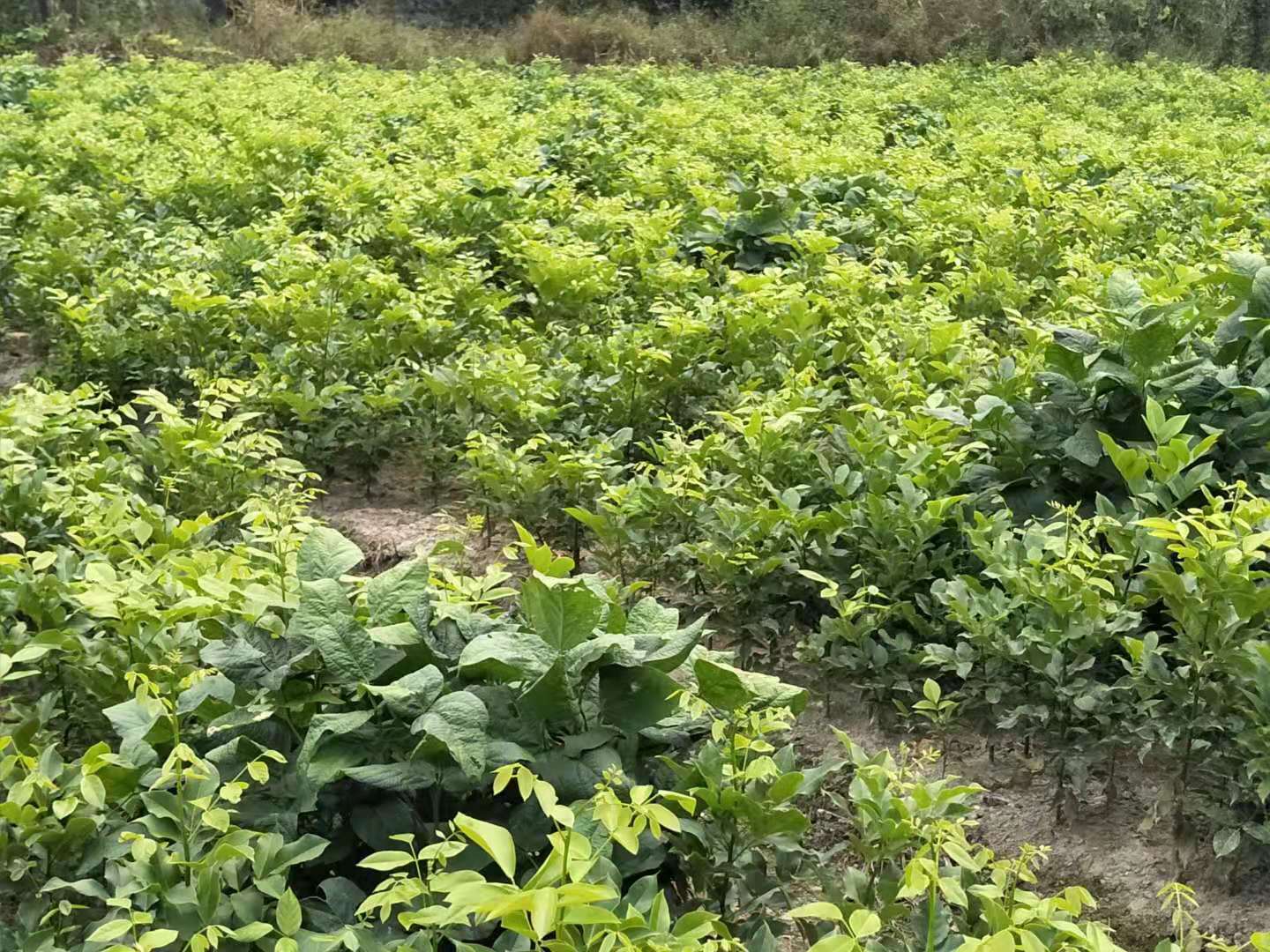 湖州市鄂西红豆苗厂家福建南平1-10公分鄂西红豆苗种植基地直销价格