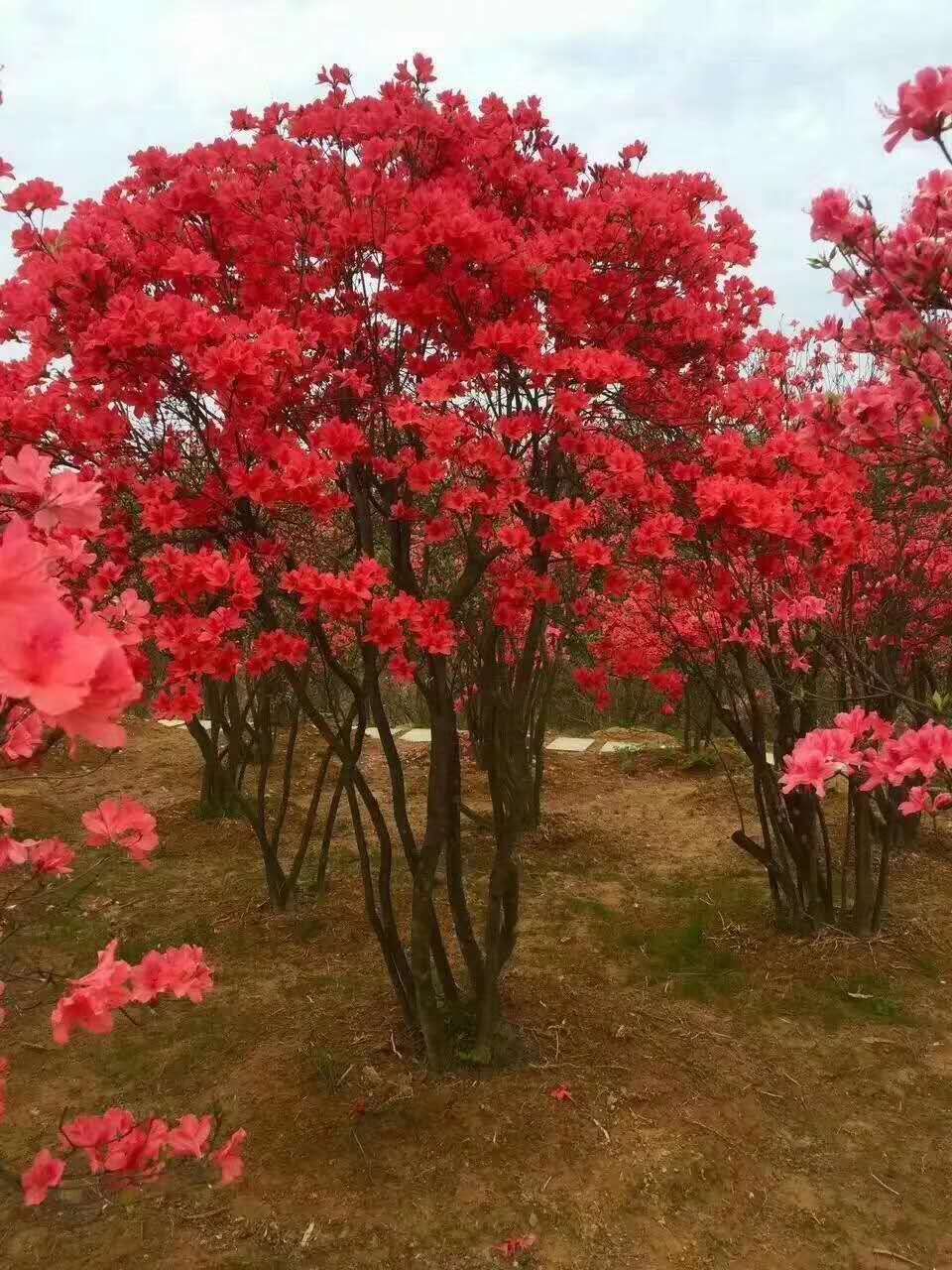 长沙市映山红桩厂家湖南长沙浏阳映山红桩基地