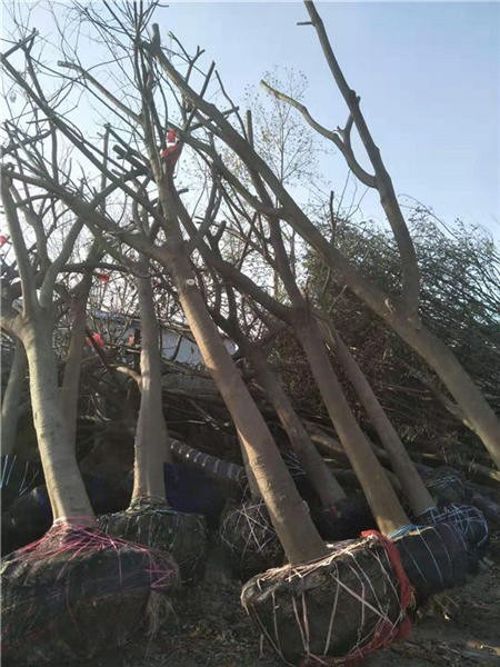 邛崃市景观合欢树批发基地  合欢树品种价格