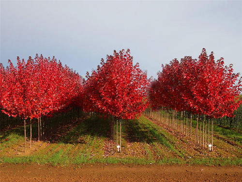 奉化区美国红枫种植基地 美国红枫价格 美国红枫批发图片