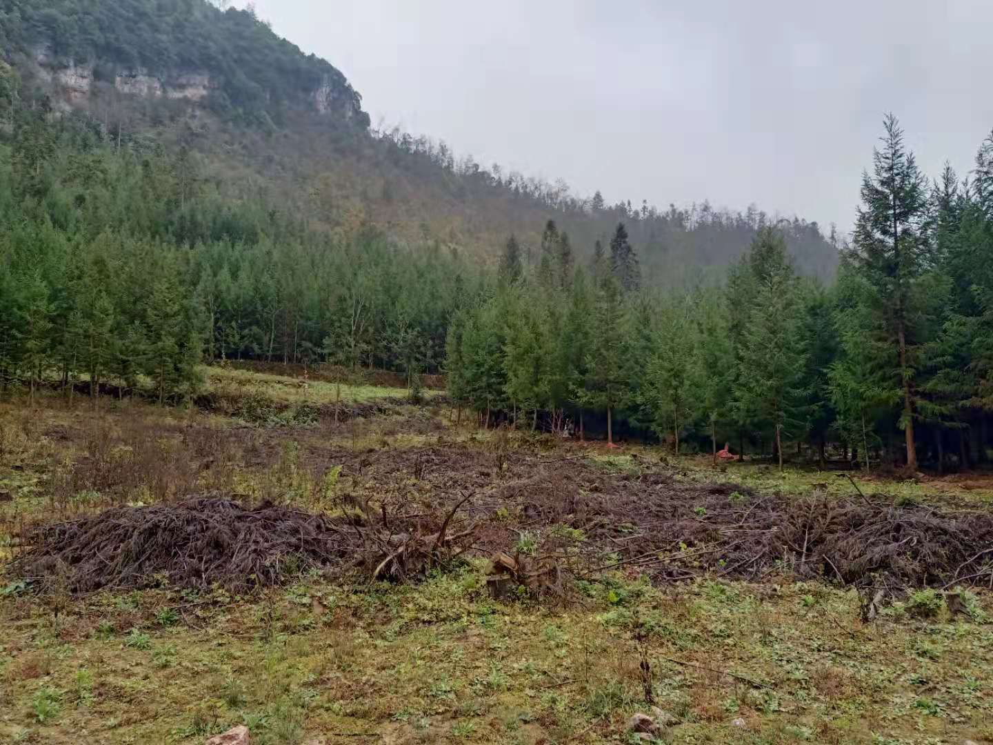 湖北柳杉苗价钱-柳杉苗批发-柳杉苗种植基地-柳杉苗销售电话