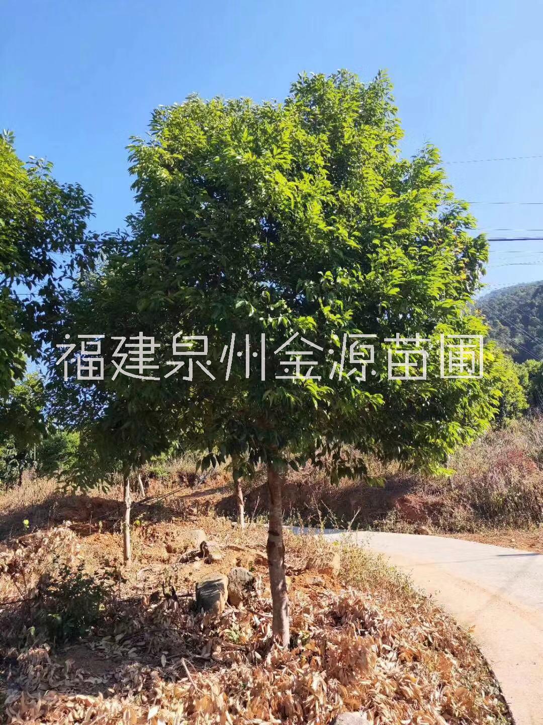 景德镇天竺桂工程苗苗场电话，景德镇天竺桂工程苗批发价/价格，品种齐全，规格多样，成活率高