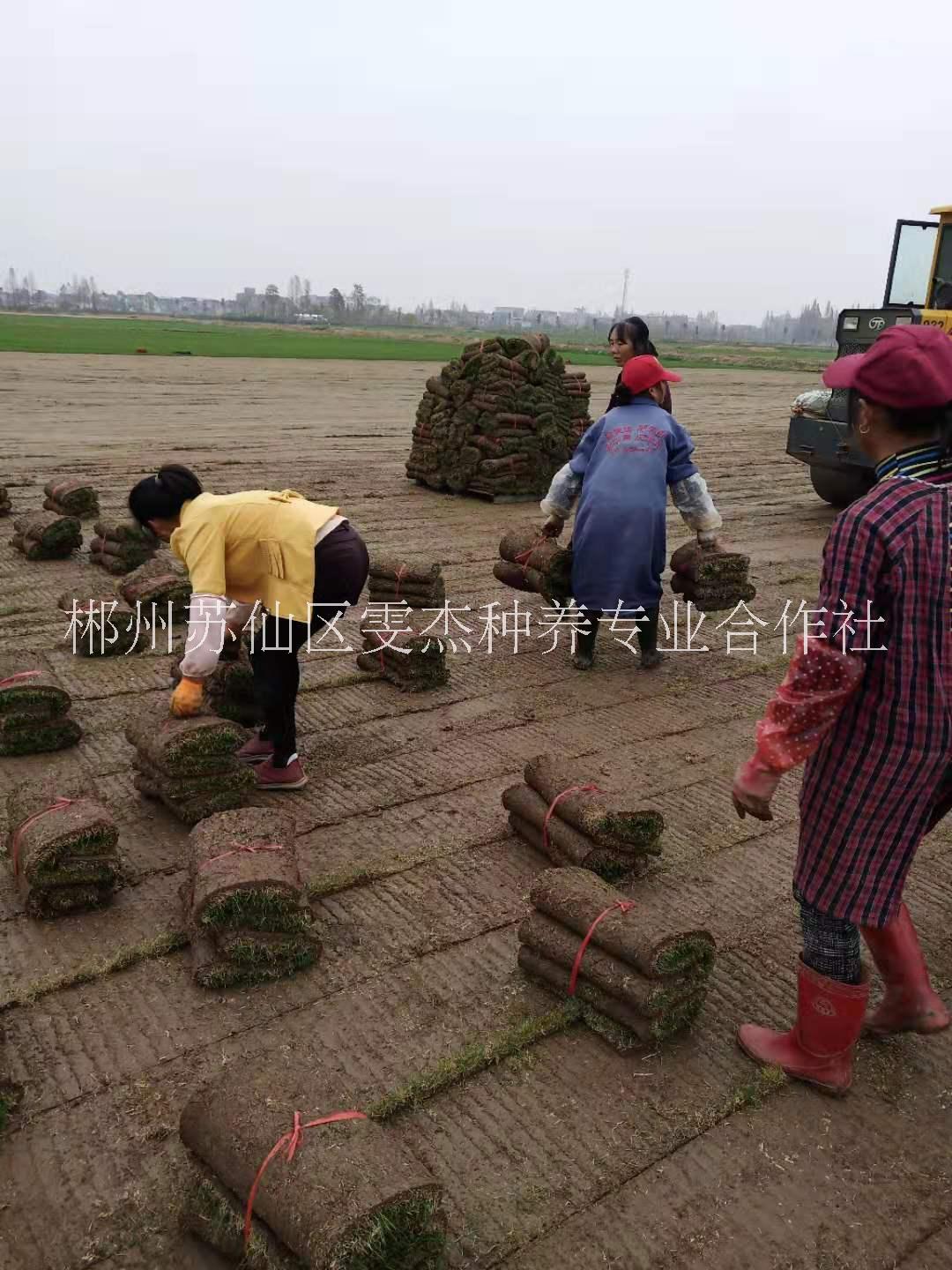 果岭草混播草草场一手价批发出售   园林绿化专用草 优质供应商