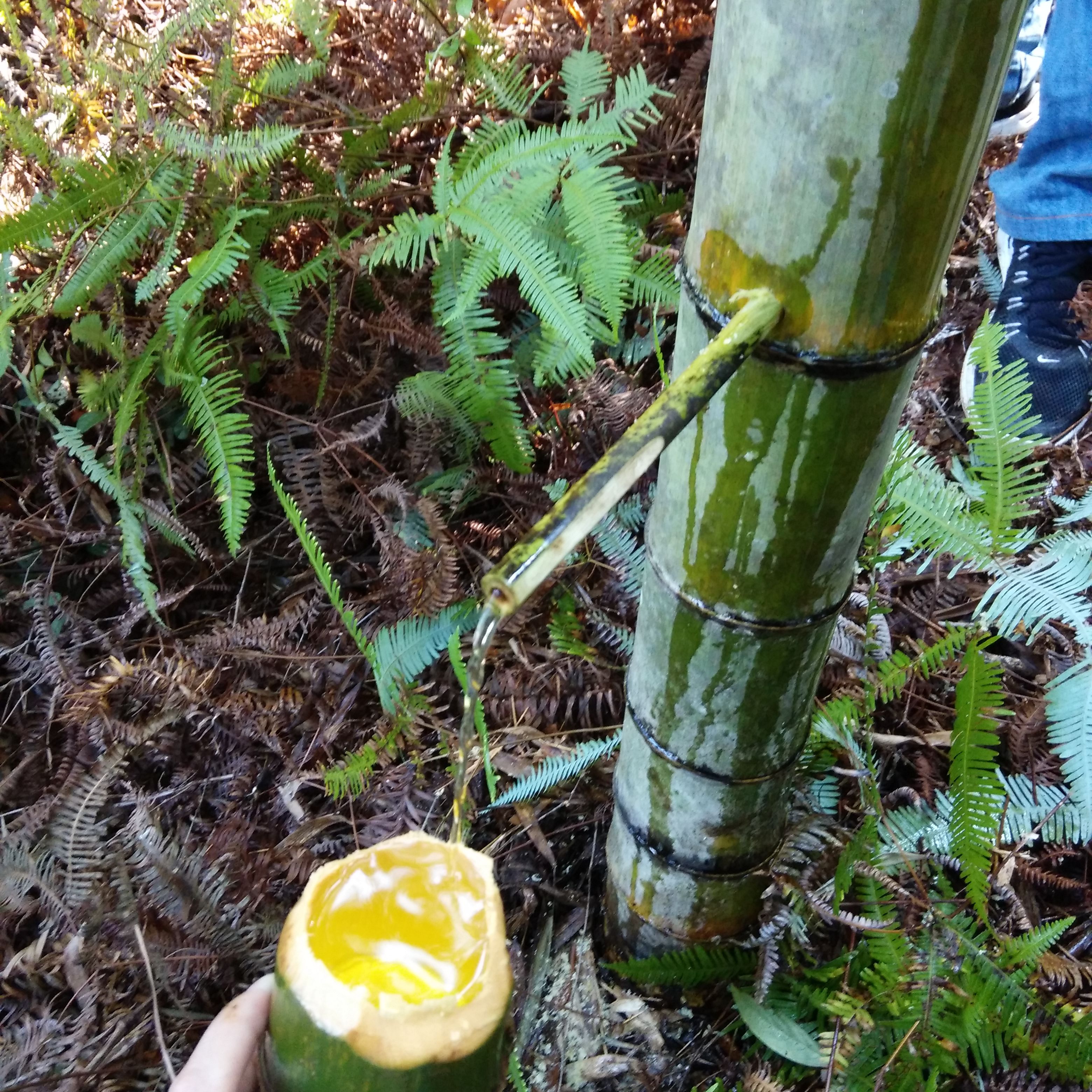 甘肃45度清香型生态竹酒鲜竹包装厂家加盟