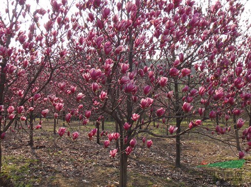 安徽红玉兰种植基地-批发价-多少钱-哪里有-联系方式