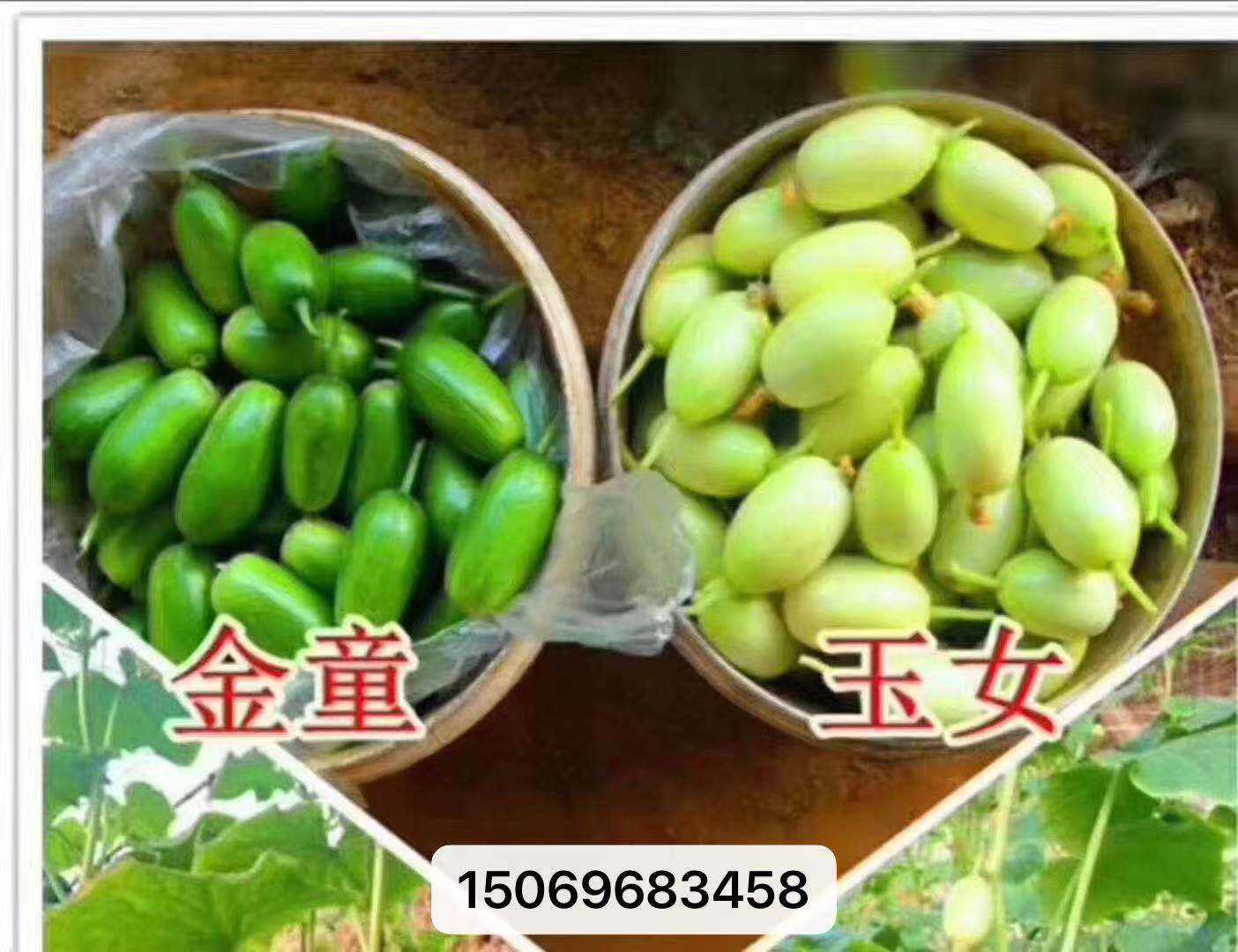金童玉女黄瓜种子苗子厂家批发价格拇指黄瓜水果黄瓜