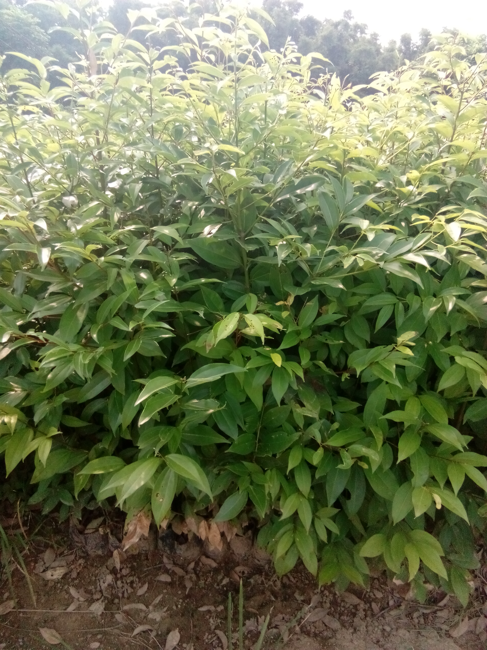 阴香杯苗 广州阴香杯苗批发 阴香杯苗种植基地