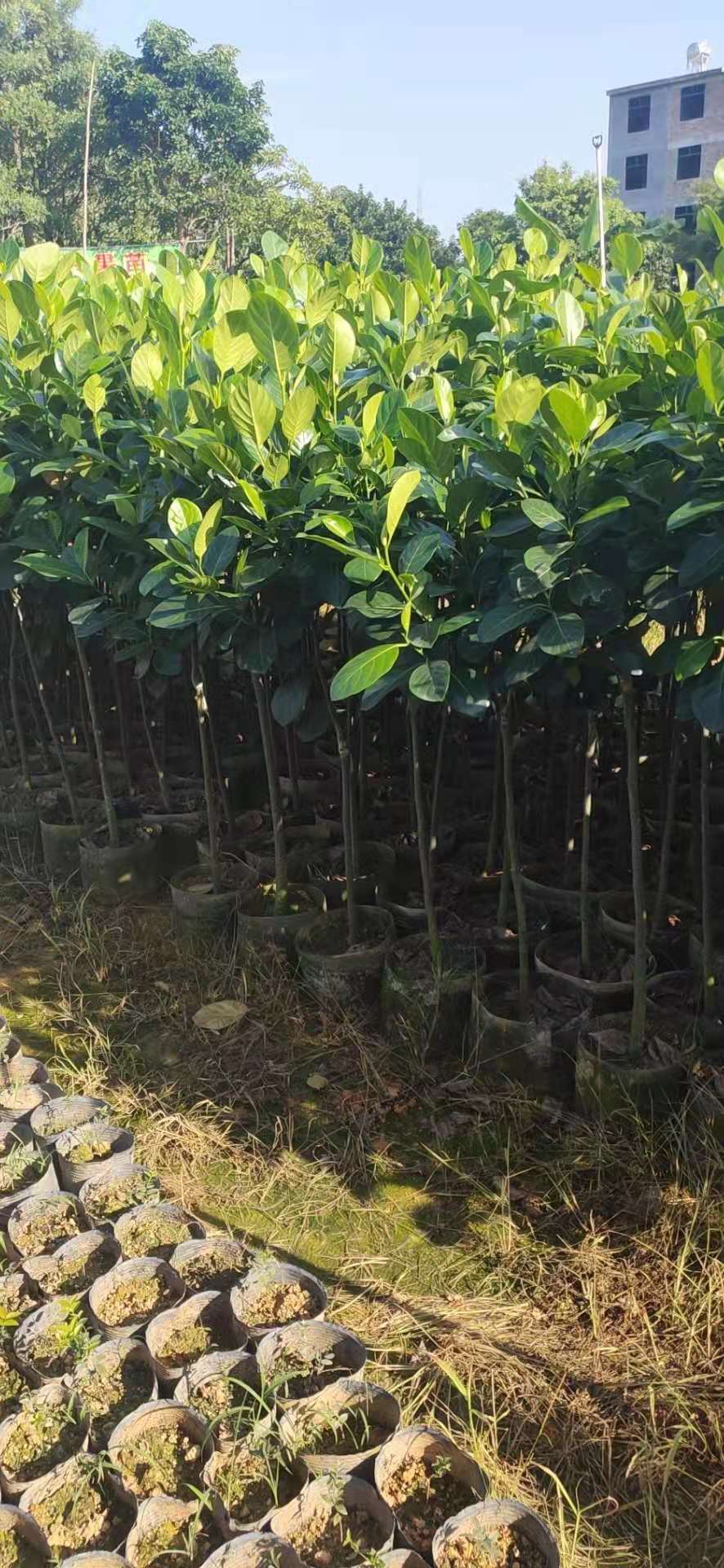 广东普宁菠萝蜜基地-2020广东普宁菠萝蜜1米到1.5米批发价格-优质供应商