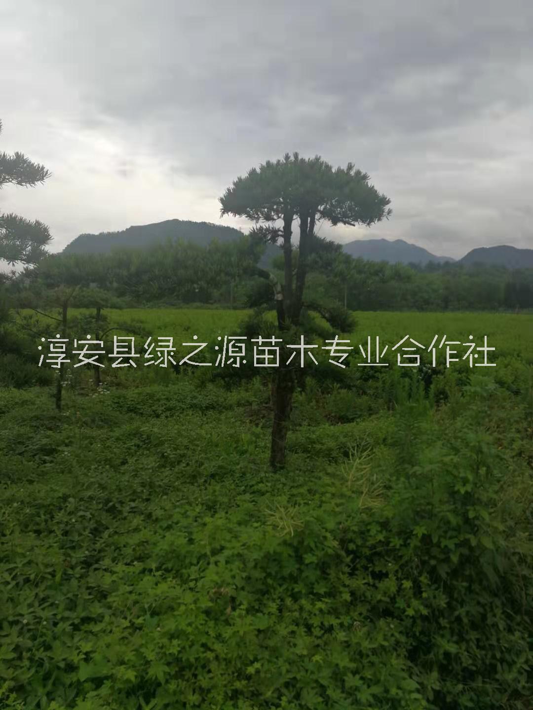 浙江造型罗汉松种植基地_报价_批发