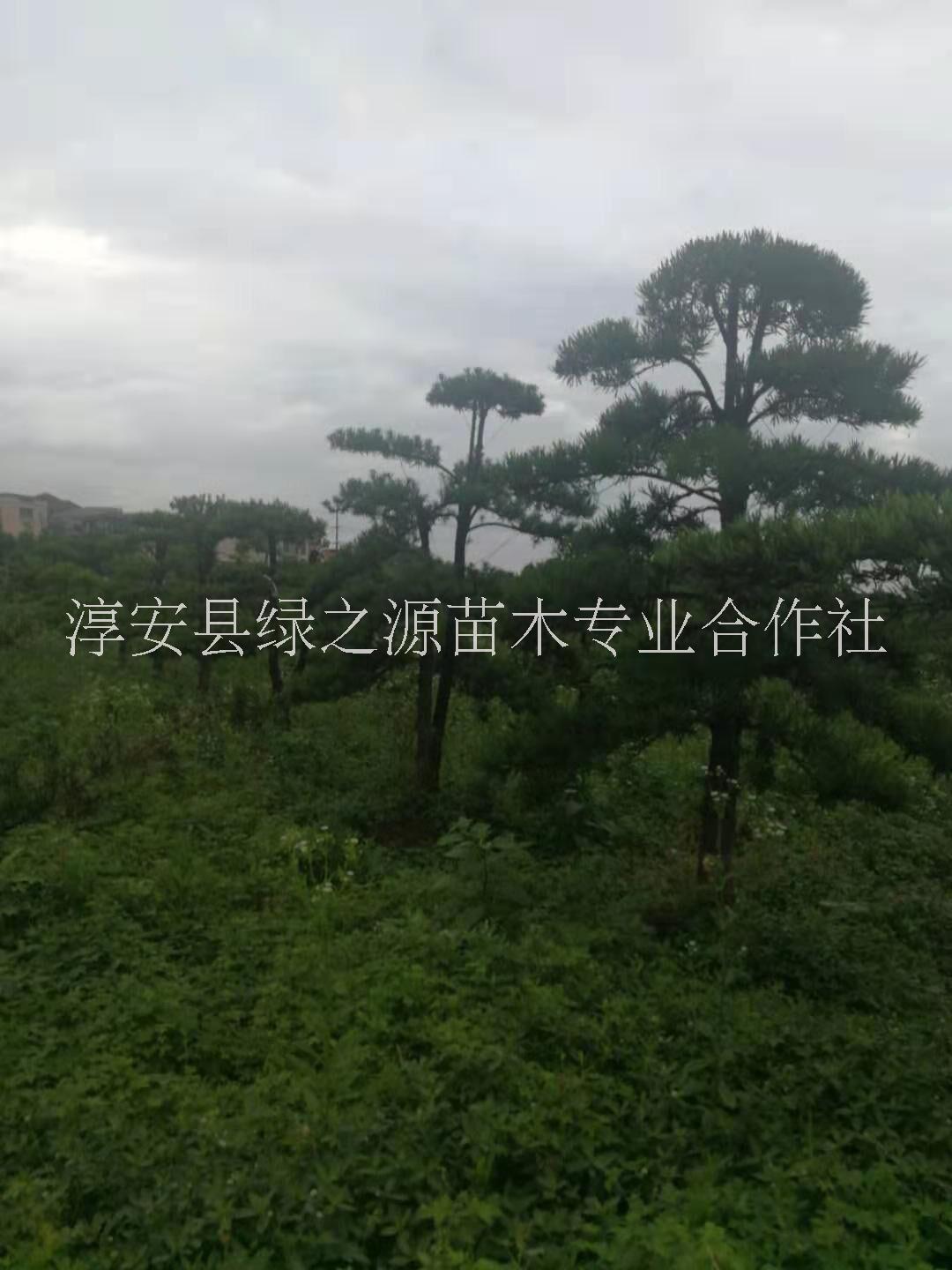浙江造型罗汉松树苗木种植基地批发价格图片
