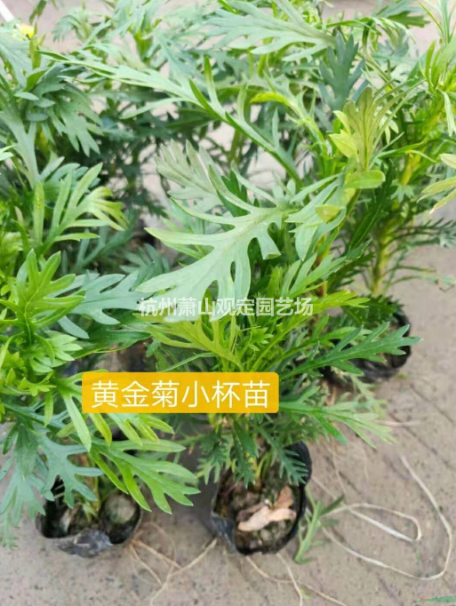 浙江黄金菊小杯苗基地批发