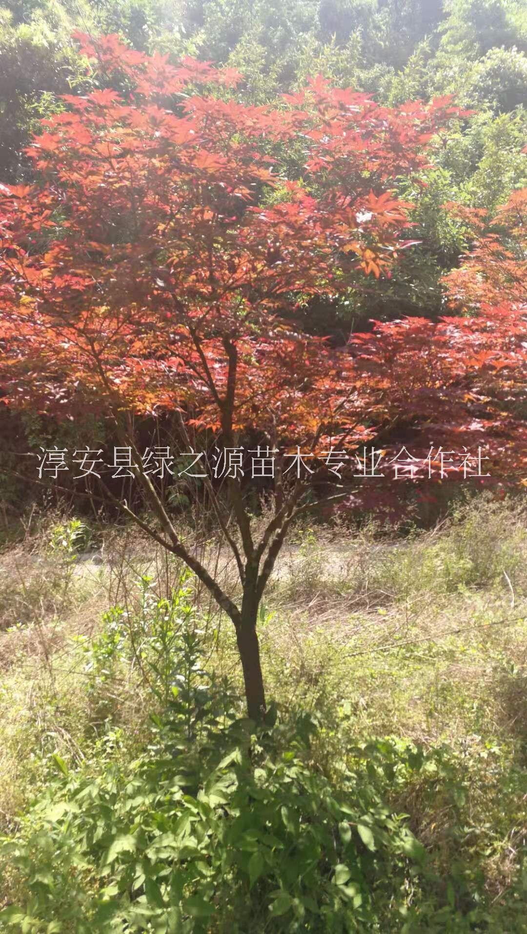 杭州市红枫树厂家浙江红枫树苗木种植基地批发价格