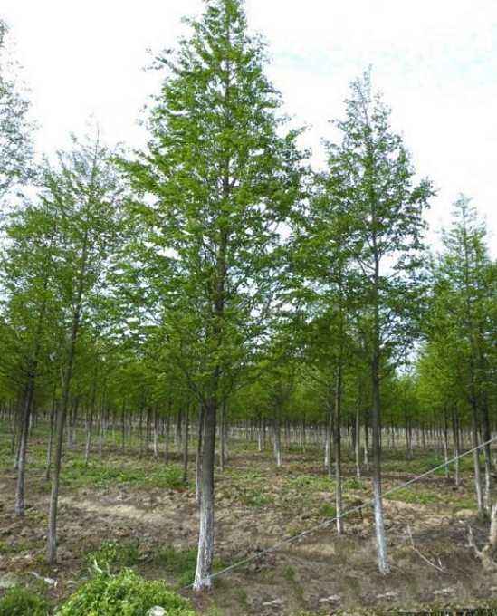 水杉苗多少钱一棵、出售、大量供应、价钱【抚州市东乡区生态园林种苗有限公司】