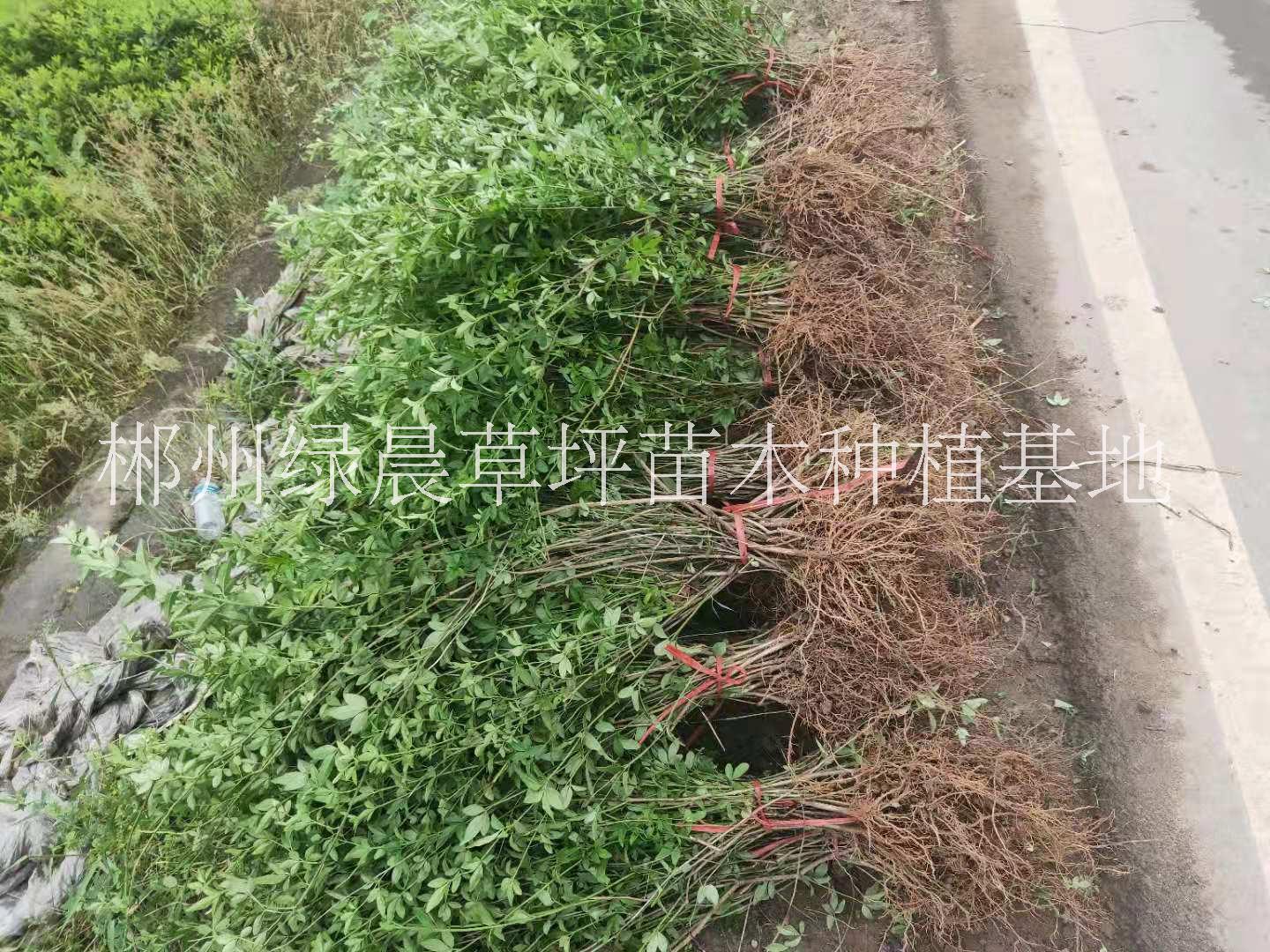 迎春花_迎春花价格_迎春花种植基地