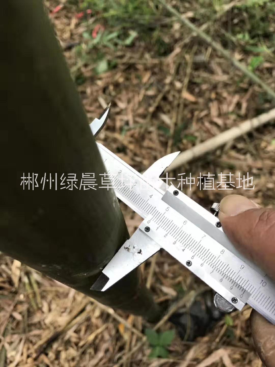 刚竹苗圃基地刚竹苗圃基地、价格、批发【郴州绿晨草坪苗木种植基地】