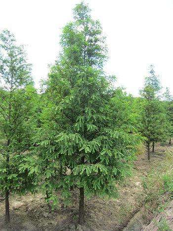 水杉苗多少钱一棵、出售、大量供应、价钱【抚州市东乡区生态园林种苗有限公司】