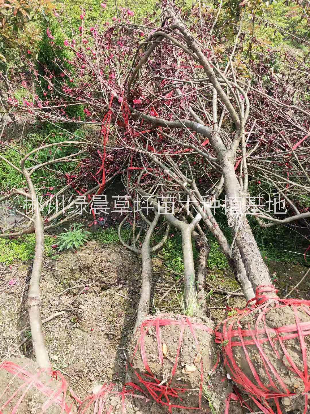 刚竹苗圃基地、价格、批发【郴州绿晨草坪苗木种植基地】图片