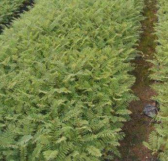 蓝花楹杯苗 如何种植蓝花楹杯苗 大量供应蓝花楹杯苗