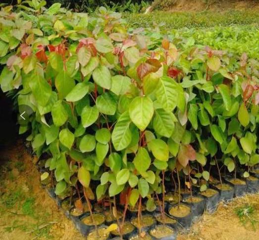 红花荷 红花荷批发价格 红花荷种植基地