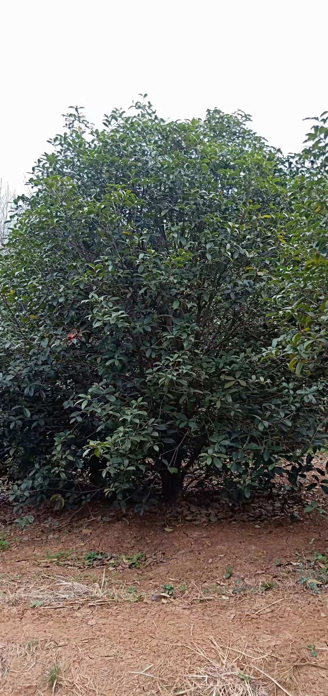 桂花桂花价格，种植基地，报价