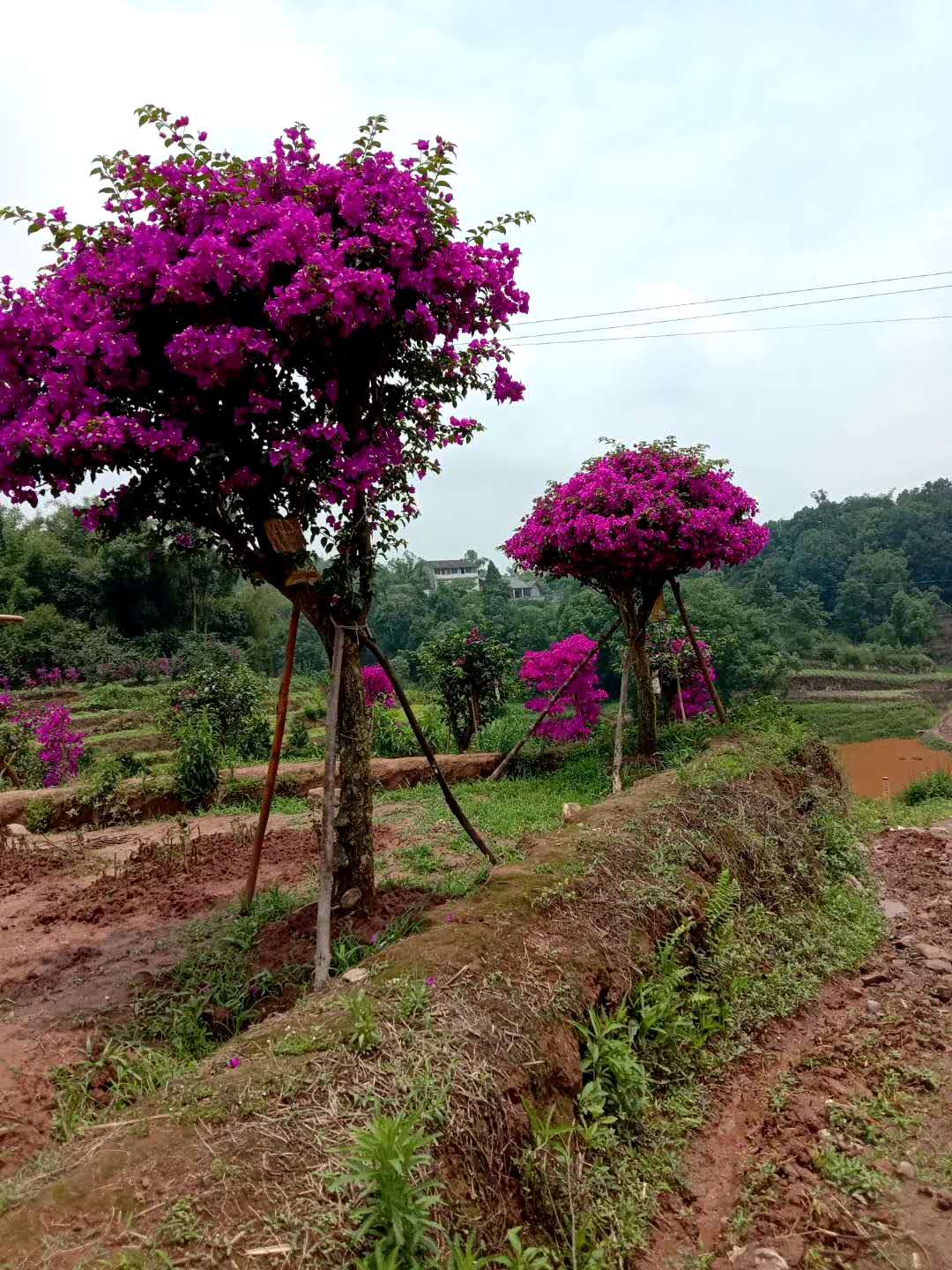 重庆紫花树状三角梅种植基地批发价格供应商图片