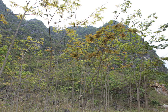 玉林市供应专业任豆树苗产地 任豆树价值厂家供应专业任豆树苗产地 任豆树价值 玉林任豆树种子出售