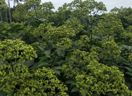 吴茱萸苗供应商_批发_哪家好商_种植基地_联系方式_报价