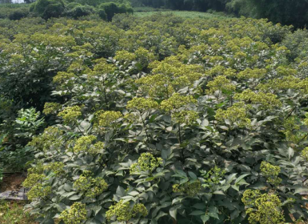 吴茱萸苗哪家好_批发_供应商_种植基地_联系方式_报价