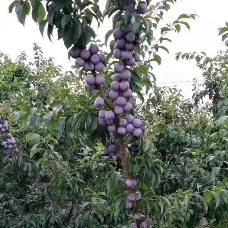 资阳市李子苗厂家简阳市李子苗种植基地 李子苗批发 李子苗价格