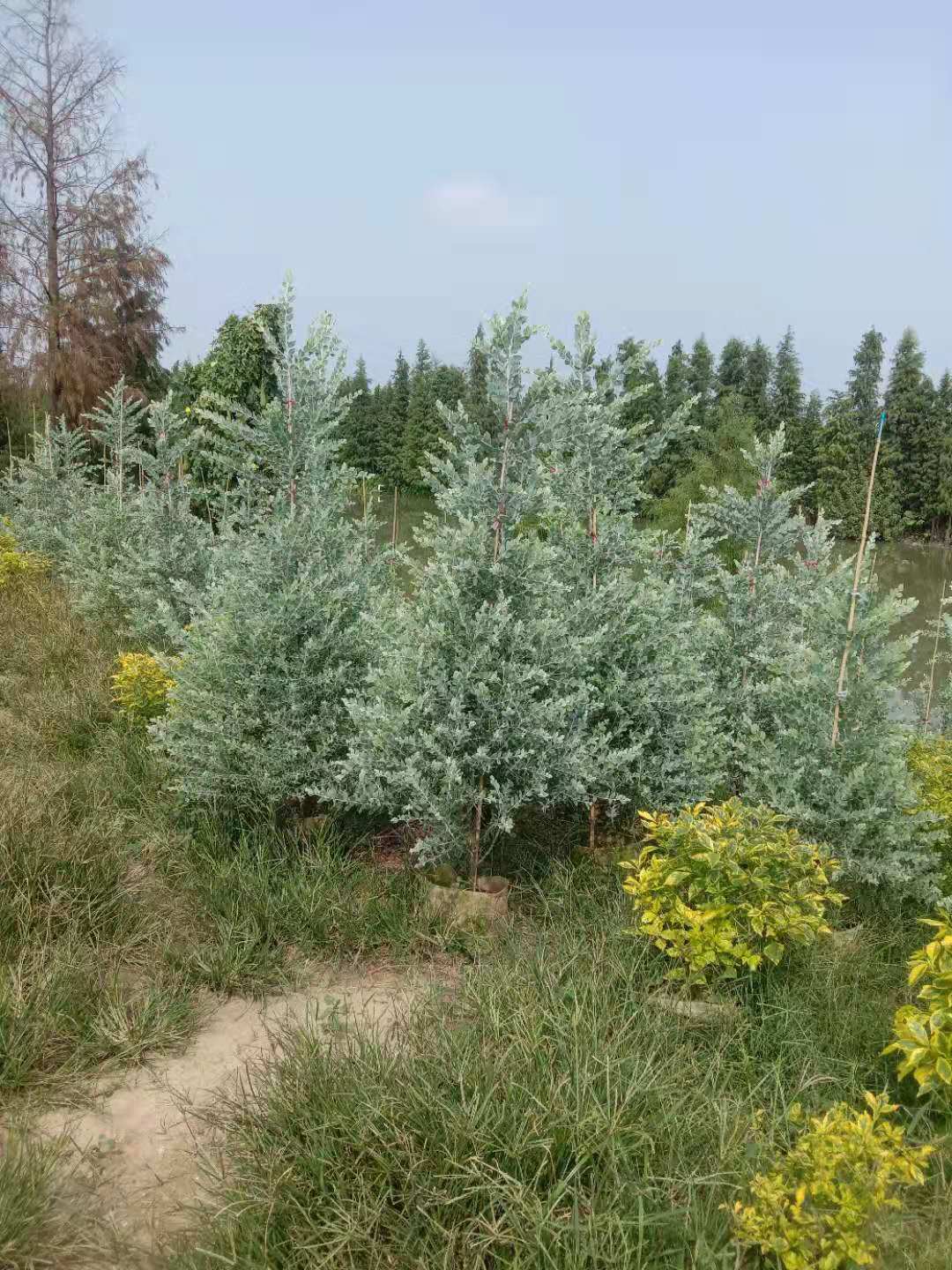 湖南银叶金合欢种植基地、湖南合欢一手批发、湖南银叶金合欢供应商【绿源苗木基地】