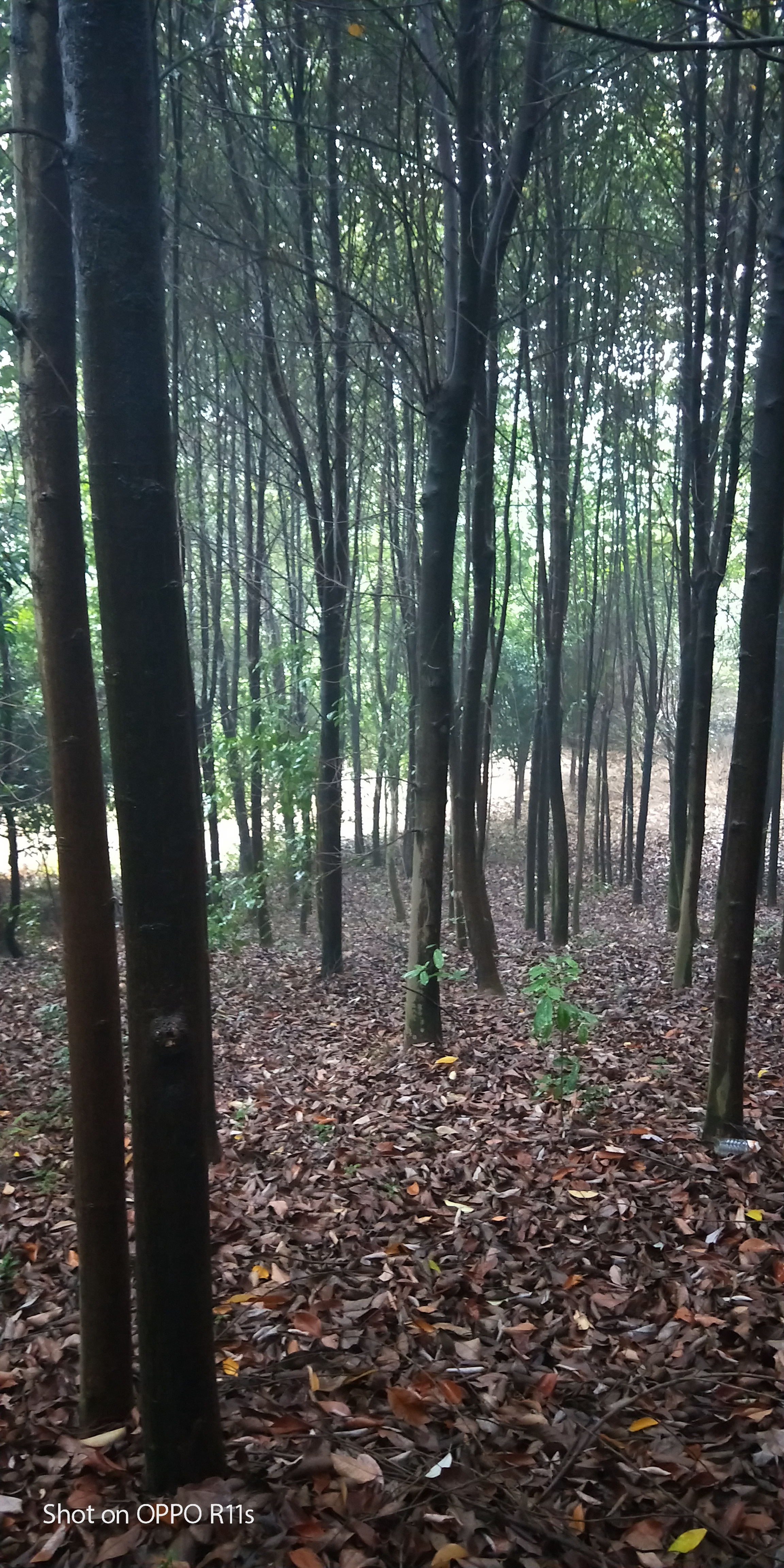 广西桂林市火力楠种植基地批发图片