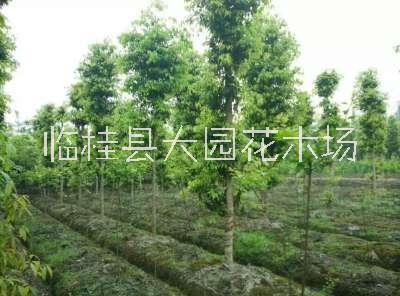 广西桂林市火力楠种植基地批发
