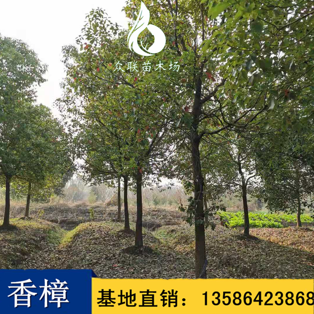 福建香樟树苗种植基地，福建优质香樟树苗供应商/供货商，福建高杆精品香樟树报价/价格图片