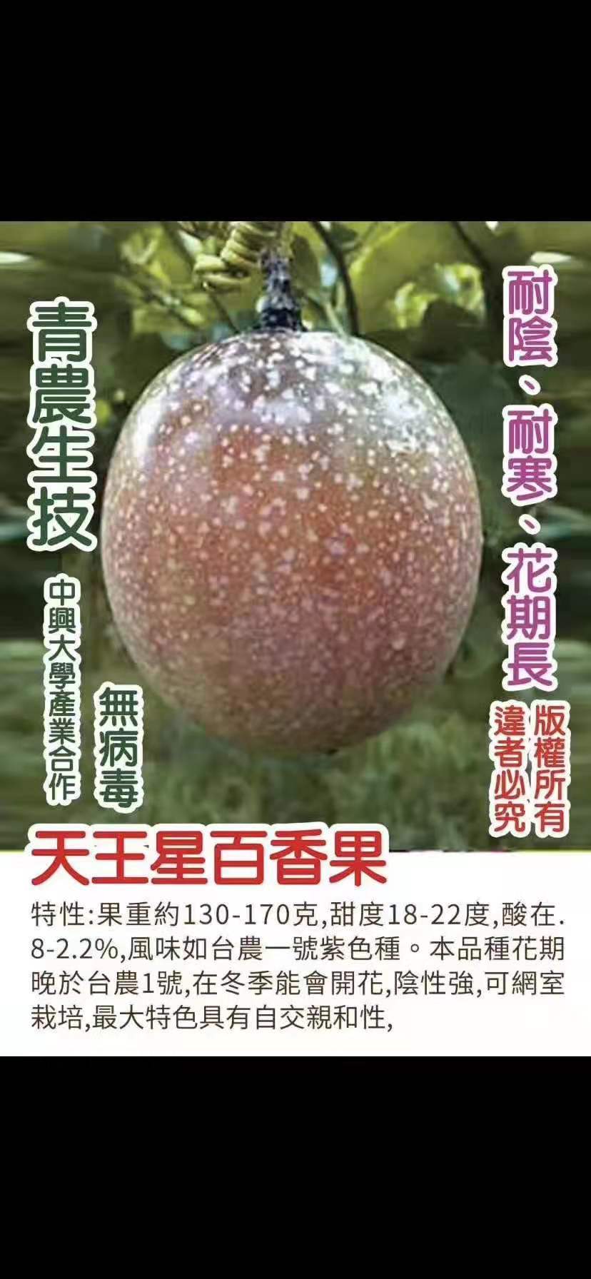 湛江市广东天王星百香果厂家